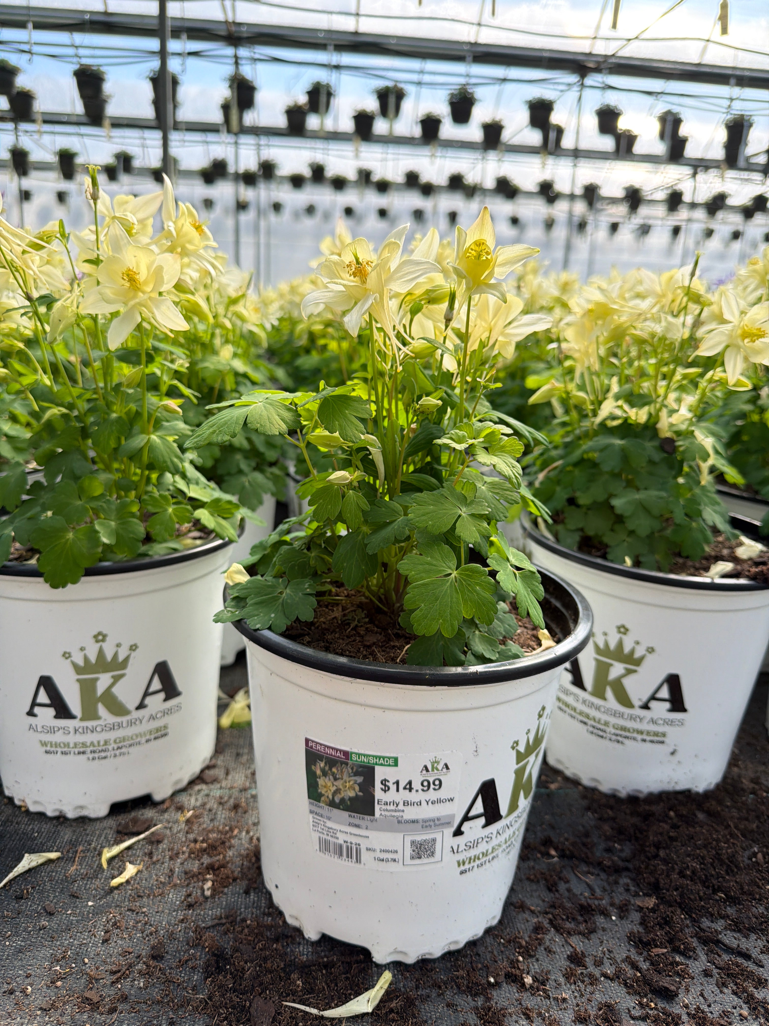 Aquilegia Columbine Early Bird Yellow