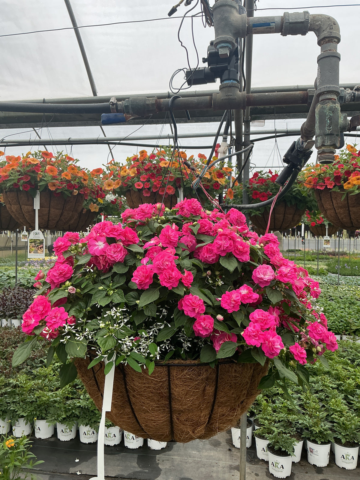 Gloria Rose - 18" Coco Hanging Basket