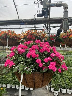 Gloria Rose - 18" Coco Hanging Basket