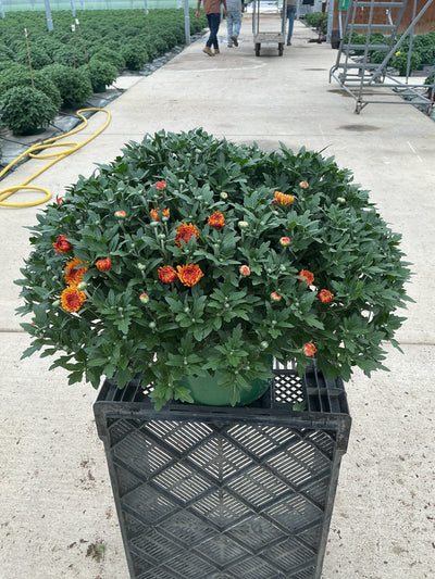 24 Kara Mum Bronze - 9"x6" Potted Garden Mum