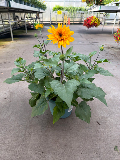 Sunflower Sunfinity Yellow Dark Eye - 8" Planter