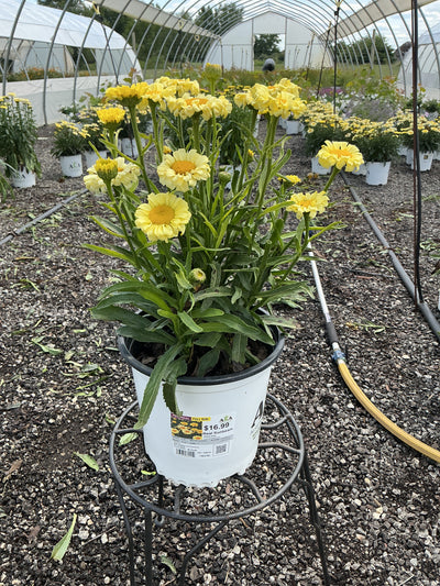 Leucanthemum Shasta Daisy Real Sunbeam