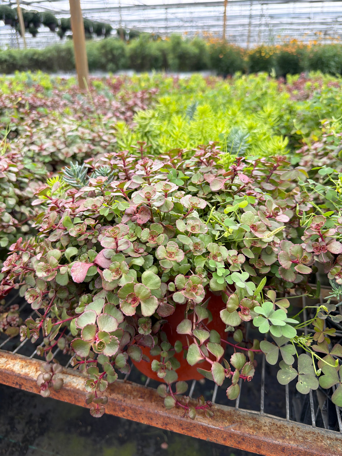 Sedum Stonecrop Flaming Carpet - 6" Perennial