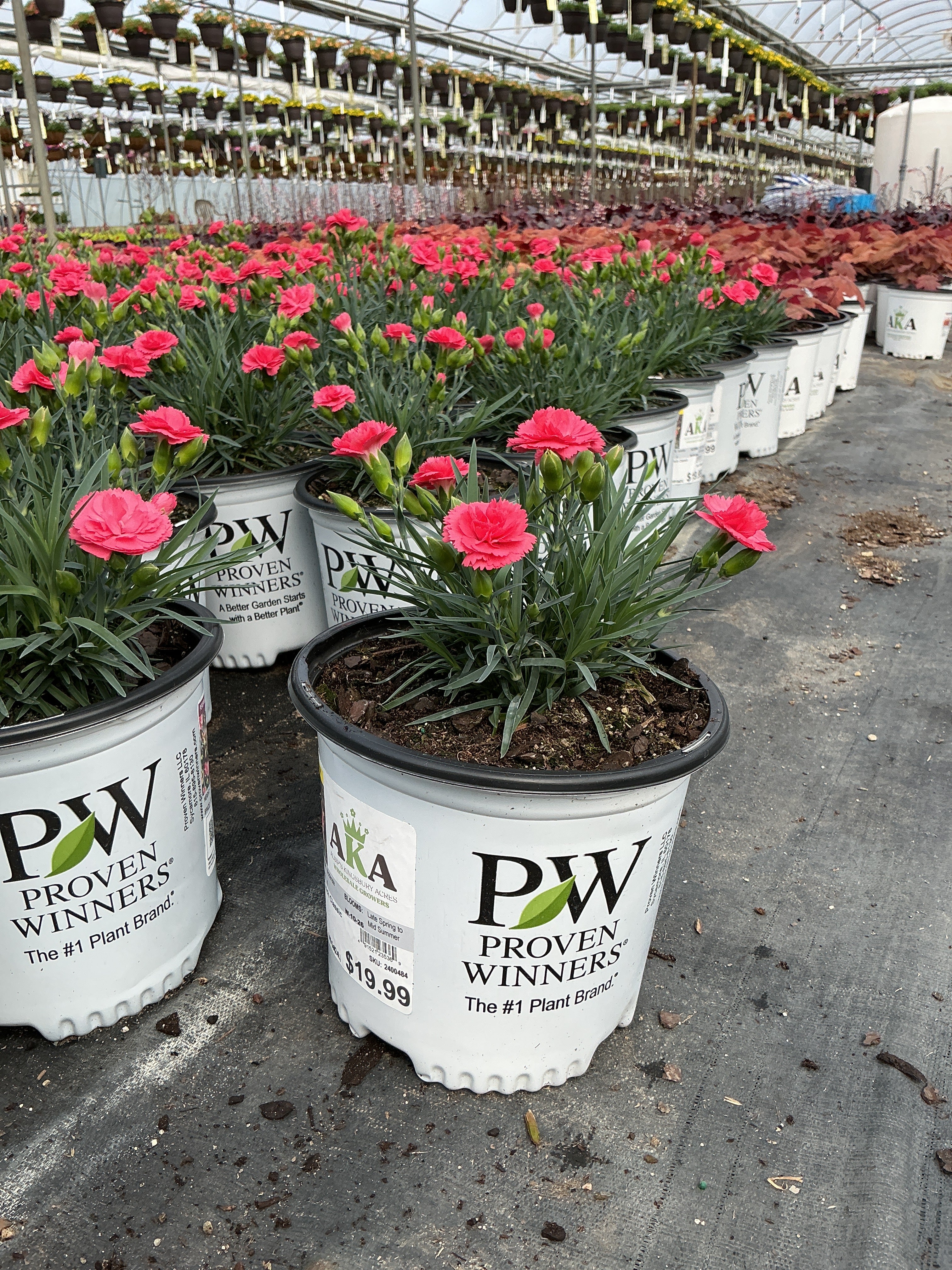 Dianthus Pinks Fruit Punch Classic Coral - 6" Perennial