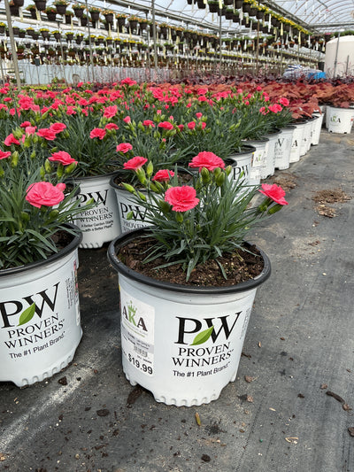 Dianthus Pinks Fruit Punch Classic Coral - 6" Perennial