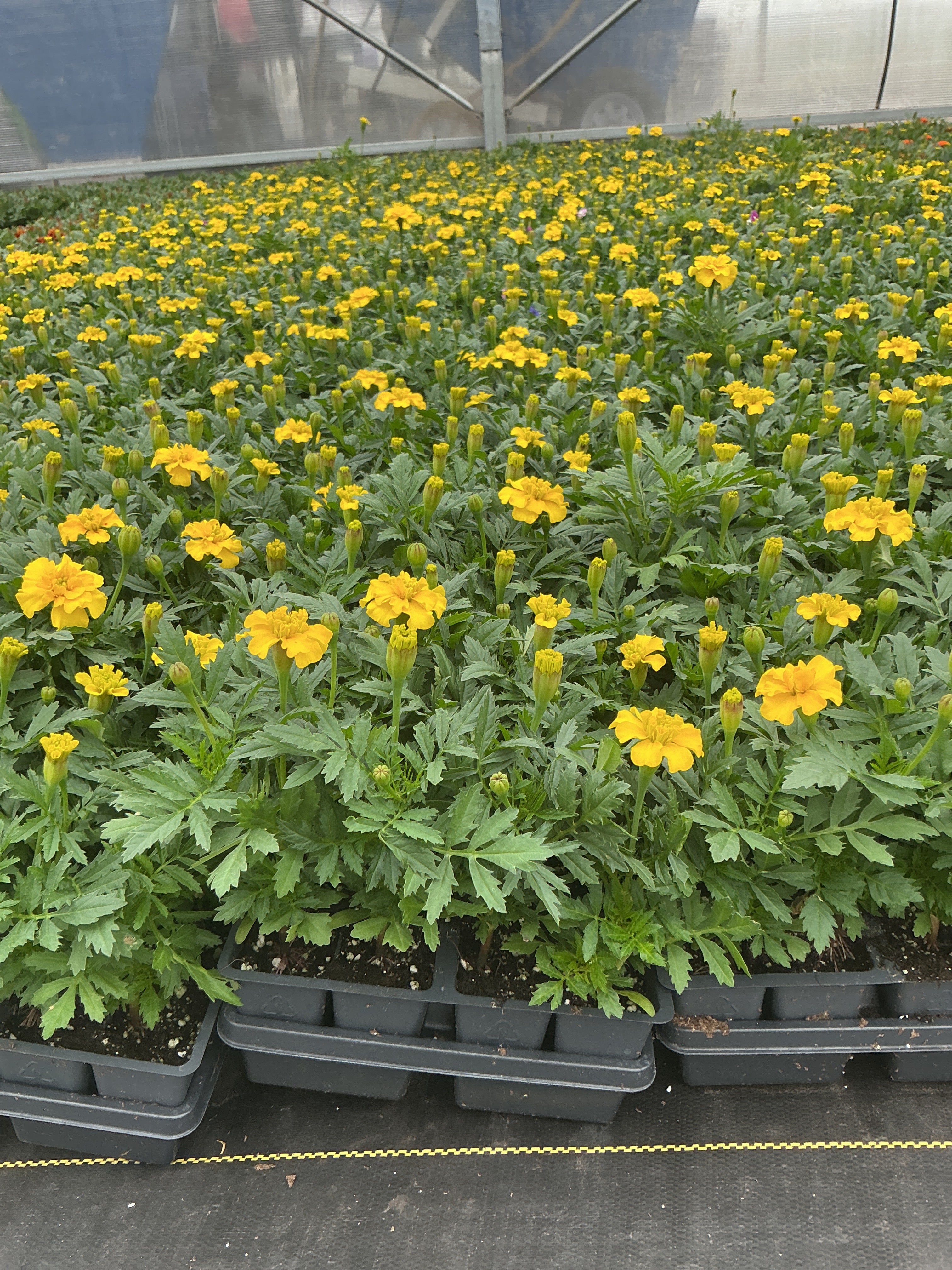 Marigold Bonanza Yellow - 4 Pack Annual