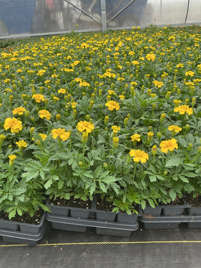 Marigold Bonanza Yellow - 4 Pack Annual