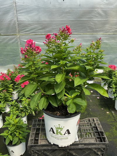 Phlox Garden Phlox Flame Coral