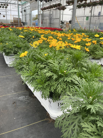 Argyranthemum Golden Butterfly - 4.25" Proven Winners Annual