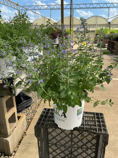 Nepeta Catmint Walkers Low