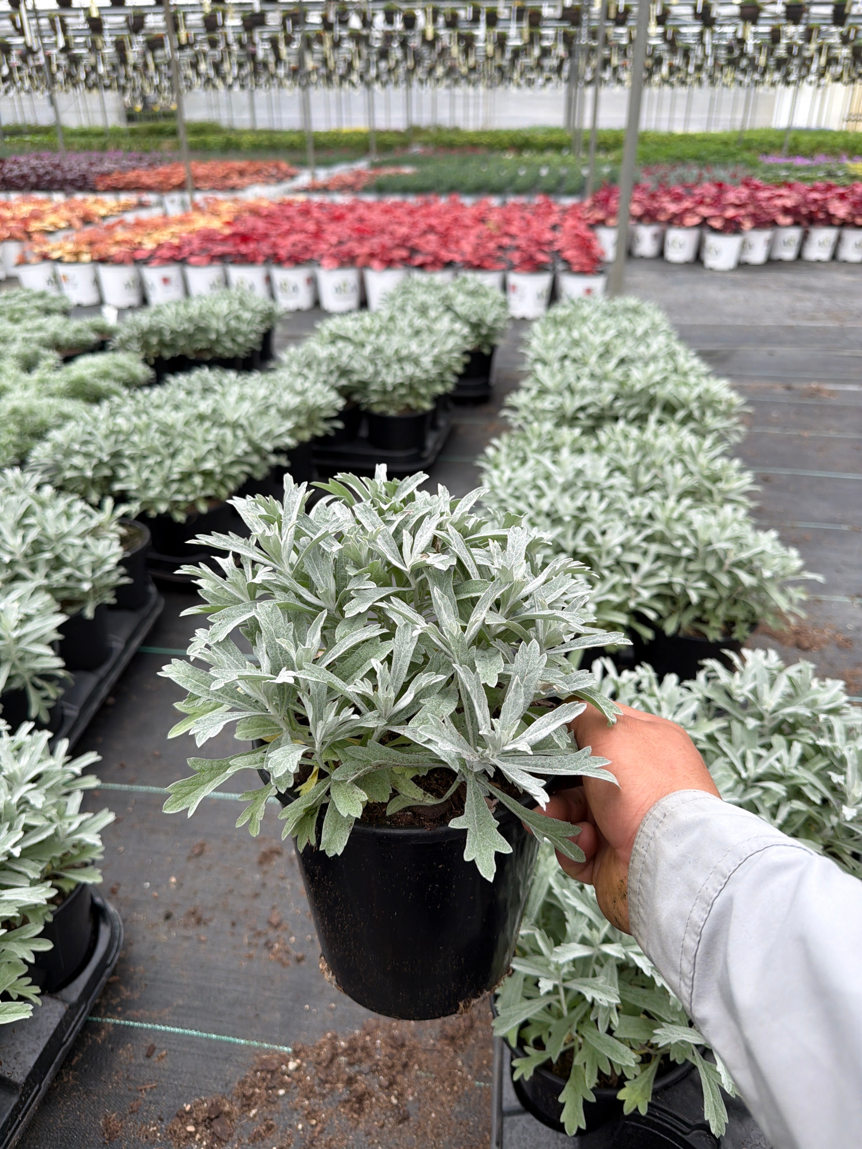 Artemisia Wormwood Garden Ghost - 6" Perennial
