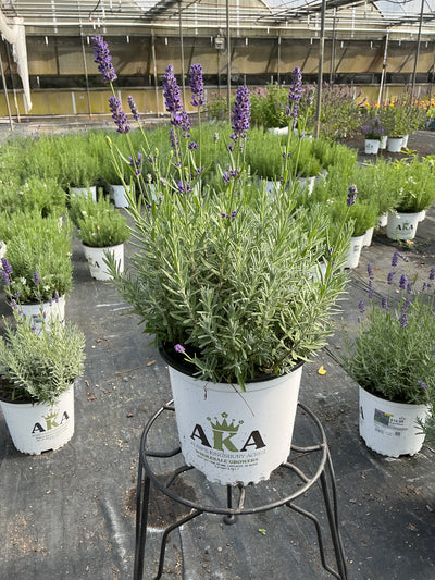 Lavandula Lavender Superblue