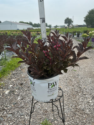 Weigela Wine & Roses