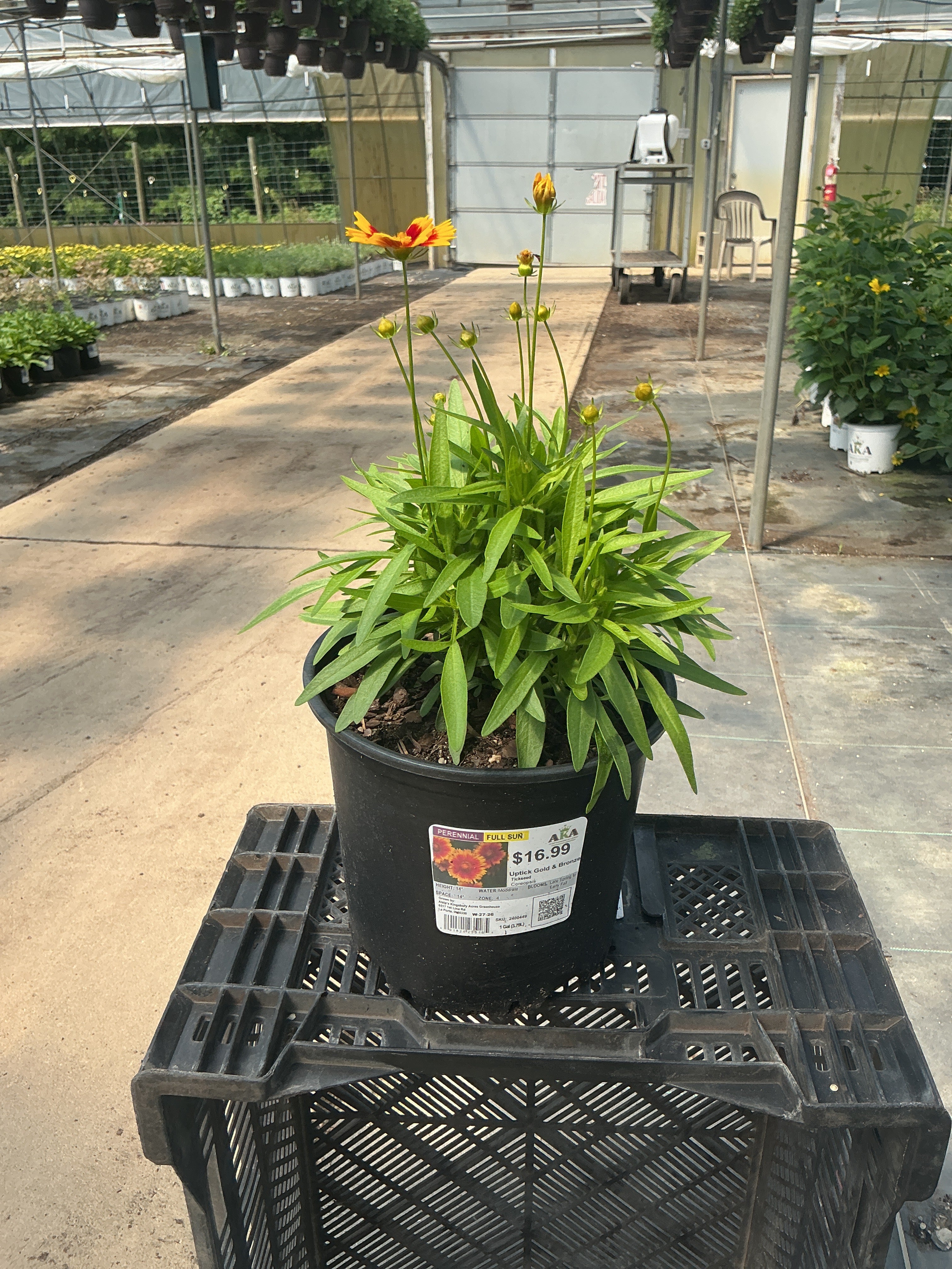 Coreopsis Tickseed Uptick Gold & Bronze