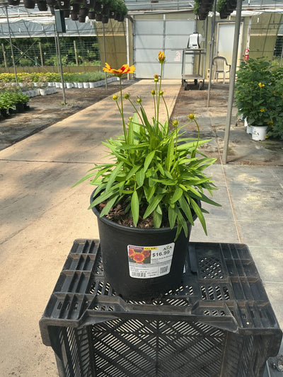 Coreopsis Tickseed Uptick Gold & Bronze