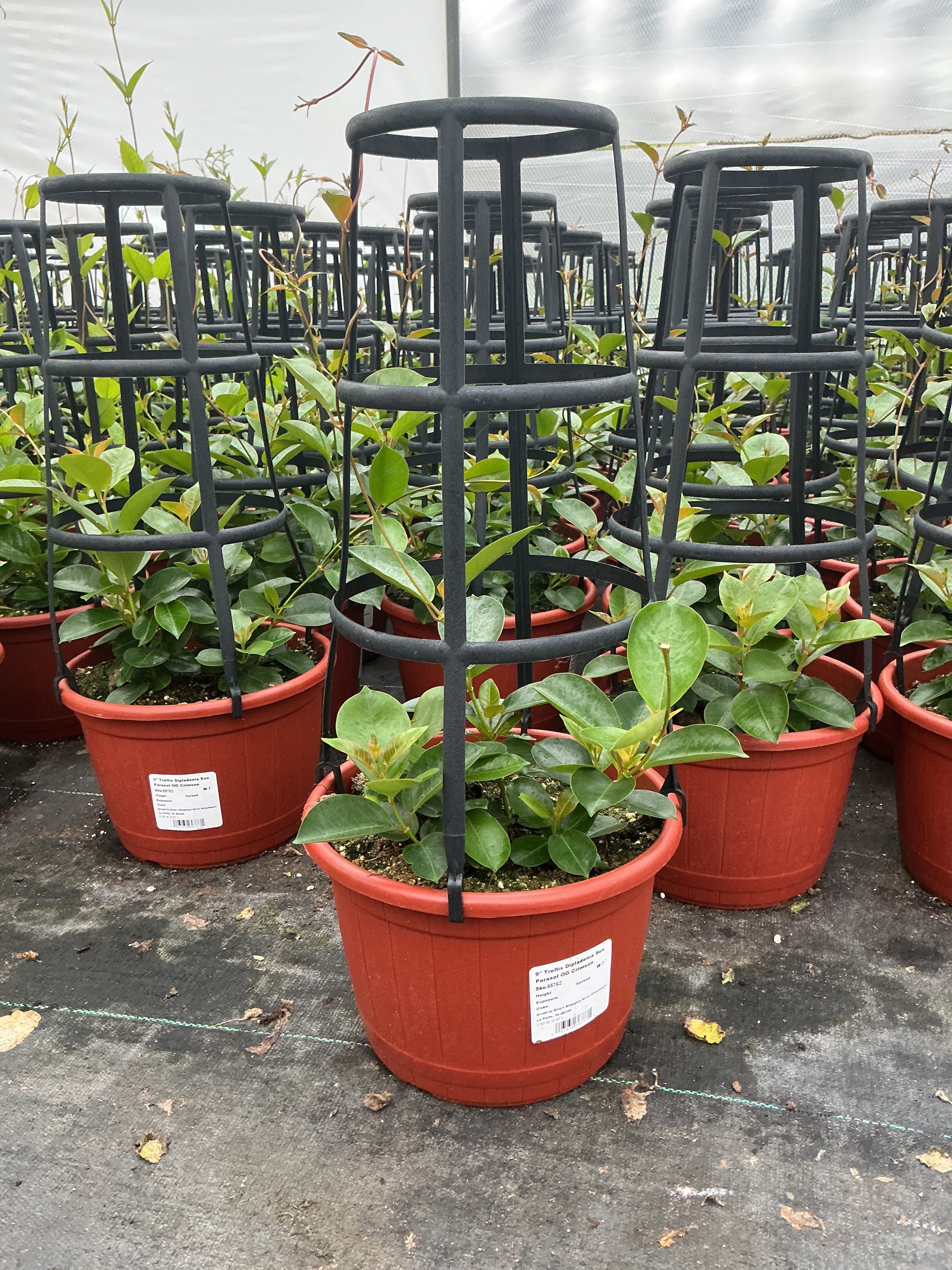 Dipladenia Sun Parasol OG Crimson - 9" Trellis Planter