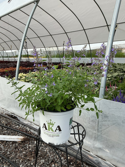 Nepeta Catmint Junior Walker
