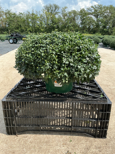 Lively Bronze Bicolor - 9"x6" Potted Garden Mum