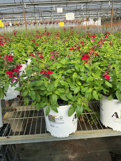 Salvia Sage Mirage Cherry Red