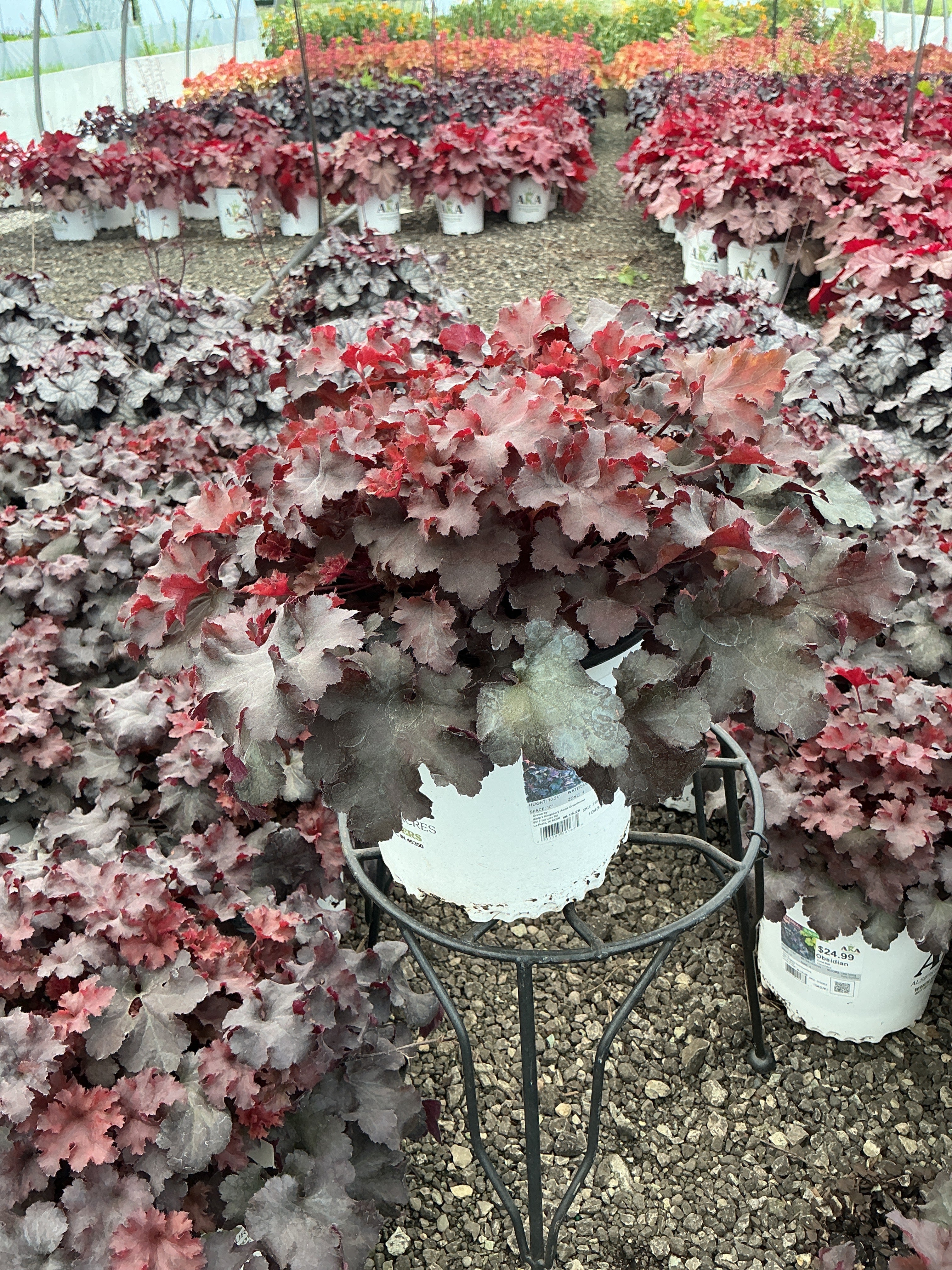 Heuchera Coral Bell Obsidian