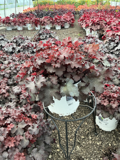 Heuchera Coral Bell Obsidian
