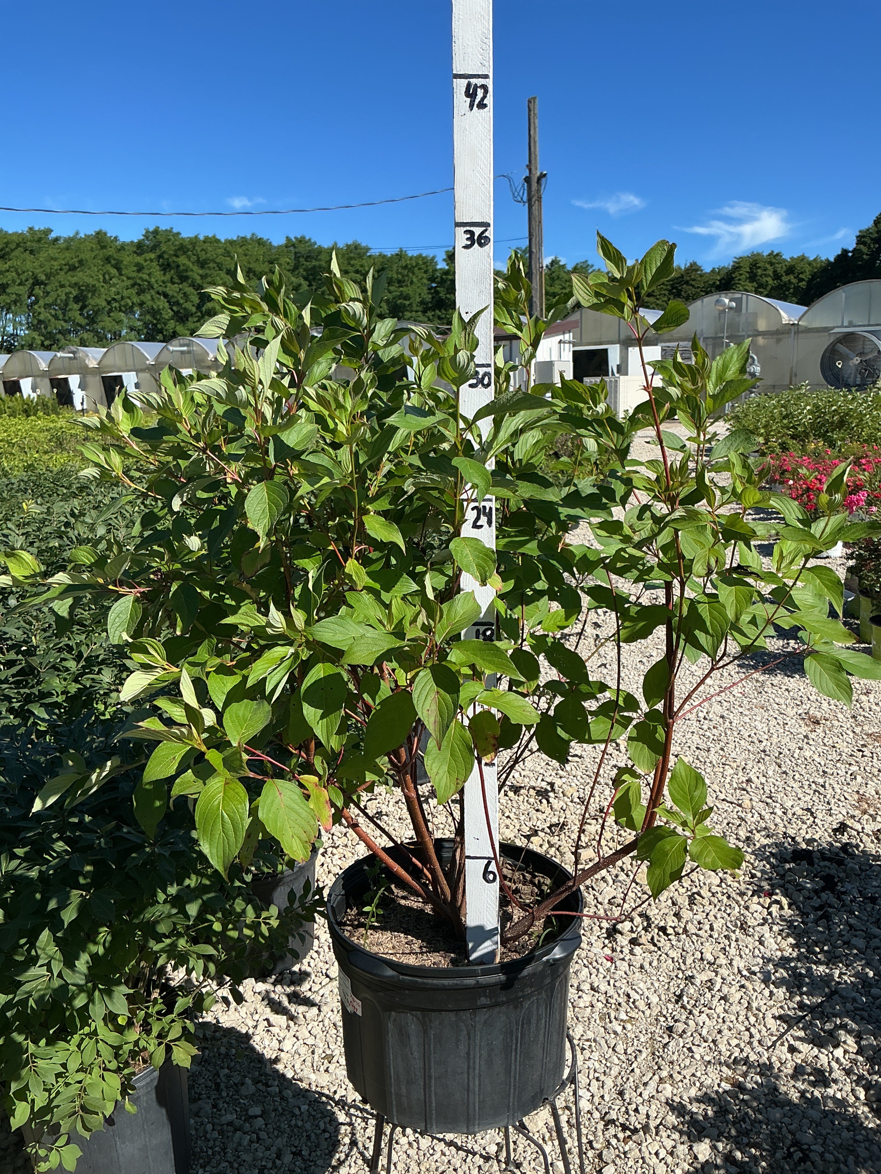 Cornus Red Twig Dogwood