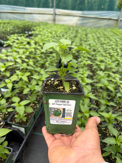 Pepper Serrano - 4" Potted Vegetable
