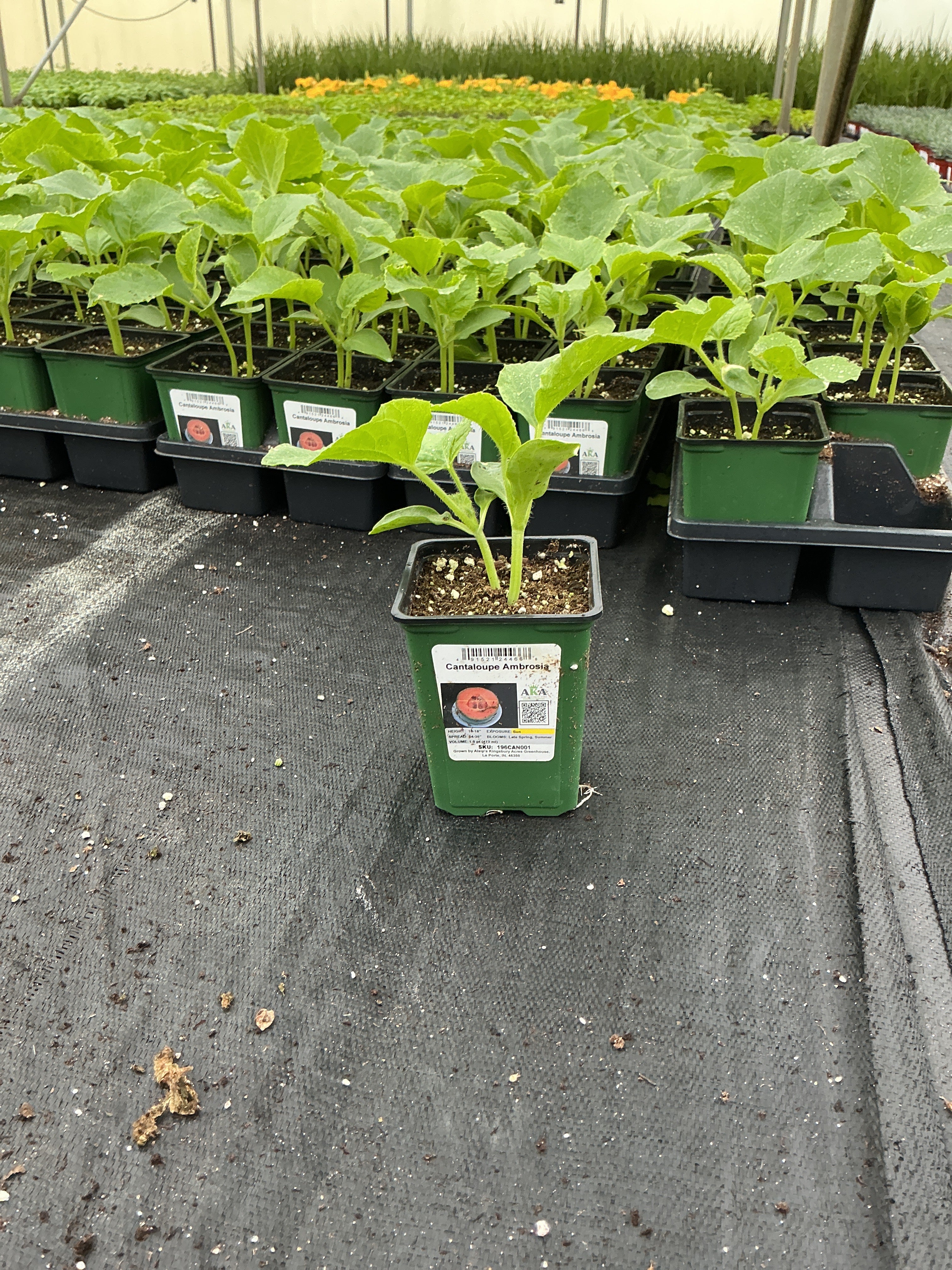 Cantelope Ambrosia - 4" Potted Vegetable