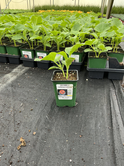 Cantelope Ambrosia - 4" Potted Vegetable