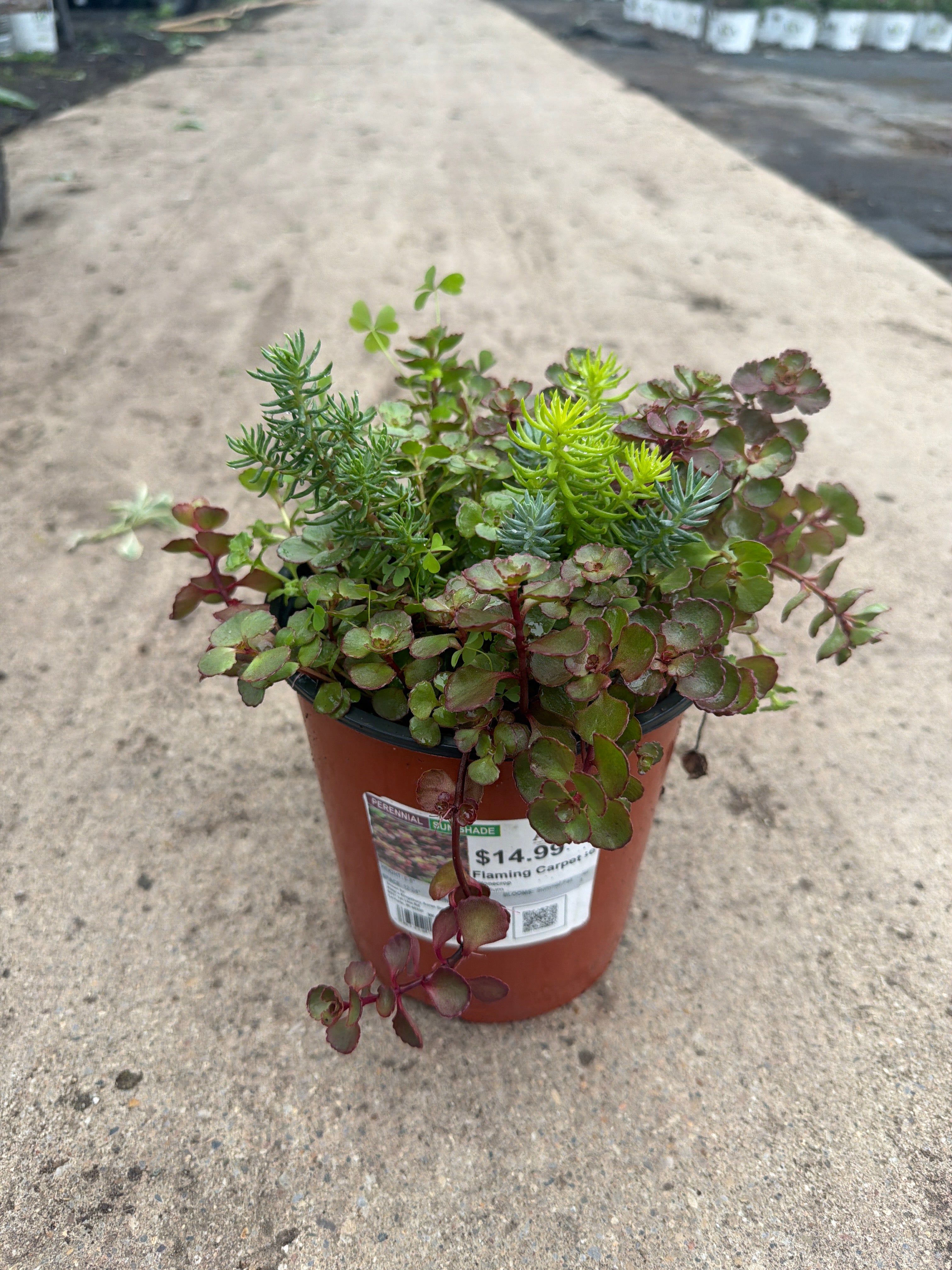 Sedum Stonecrop Flaming Carpet - 6" Perennial