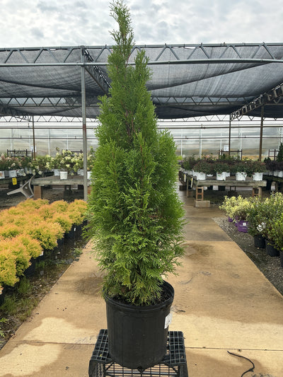 Thuja Emerald Green