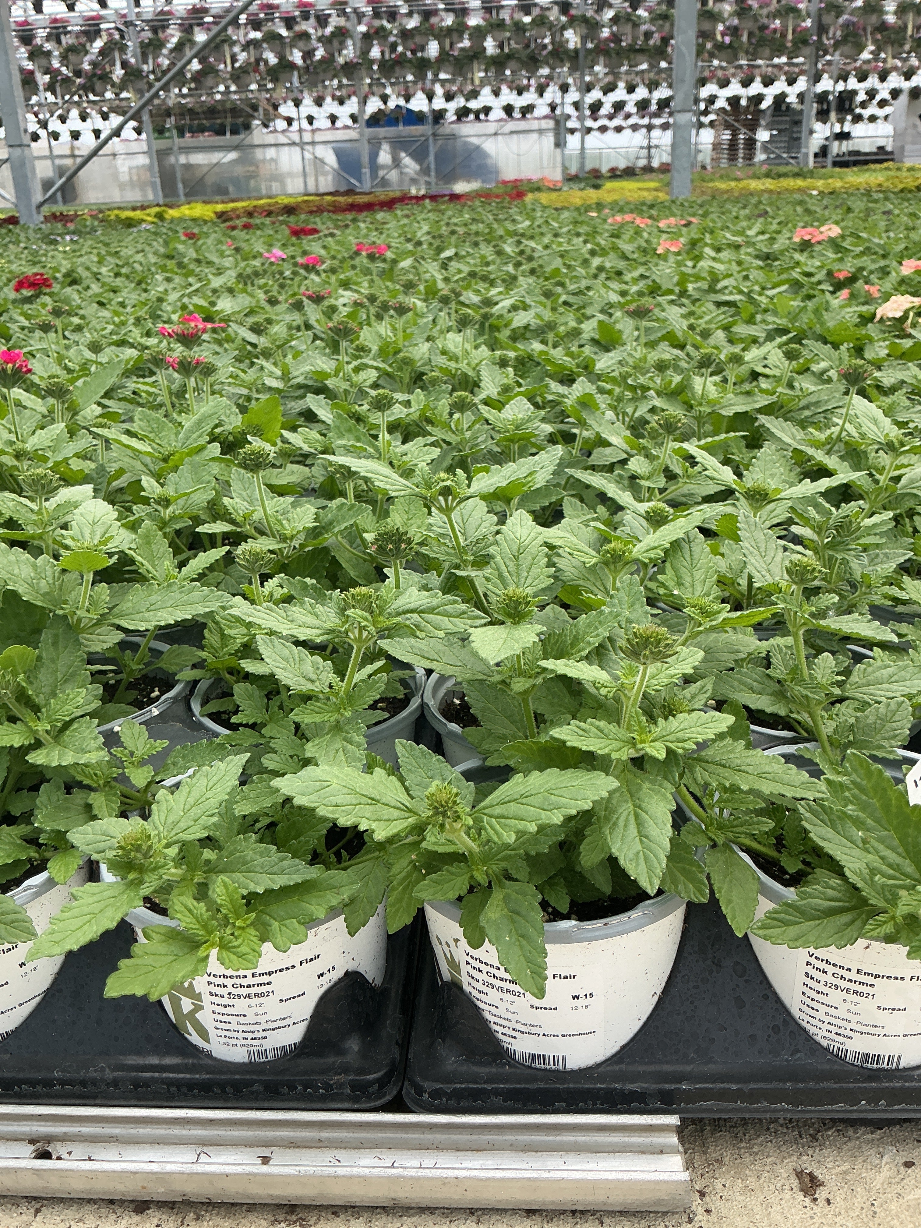 Verbena Empress Flair Pink Charme - 4.33" Premium Annual
