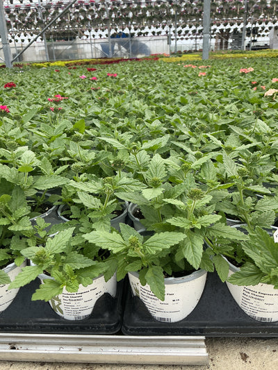 Verbena Empress Flair Pink Charme - 4.33" Premium Annual