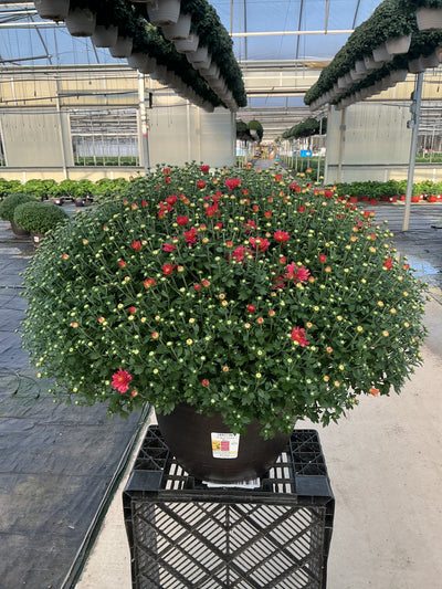 Jacqueline Tricolor (Mix 3) - 14" Deco Pot Garden Mum