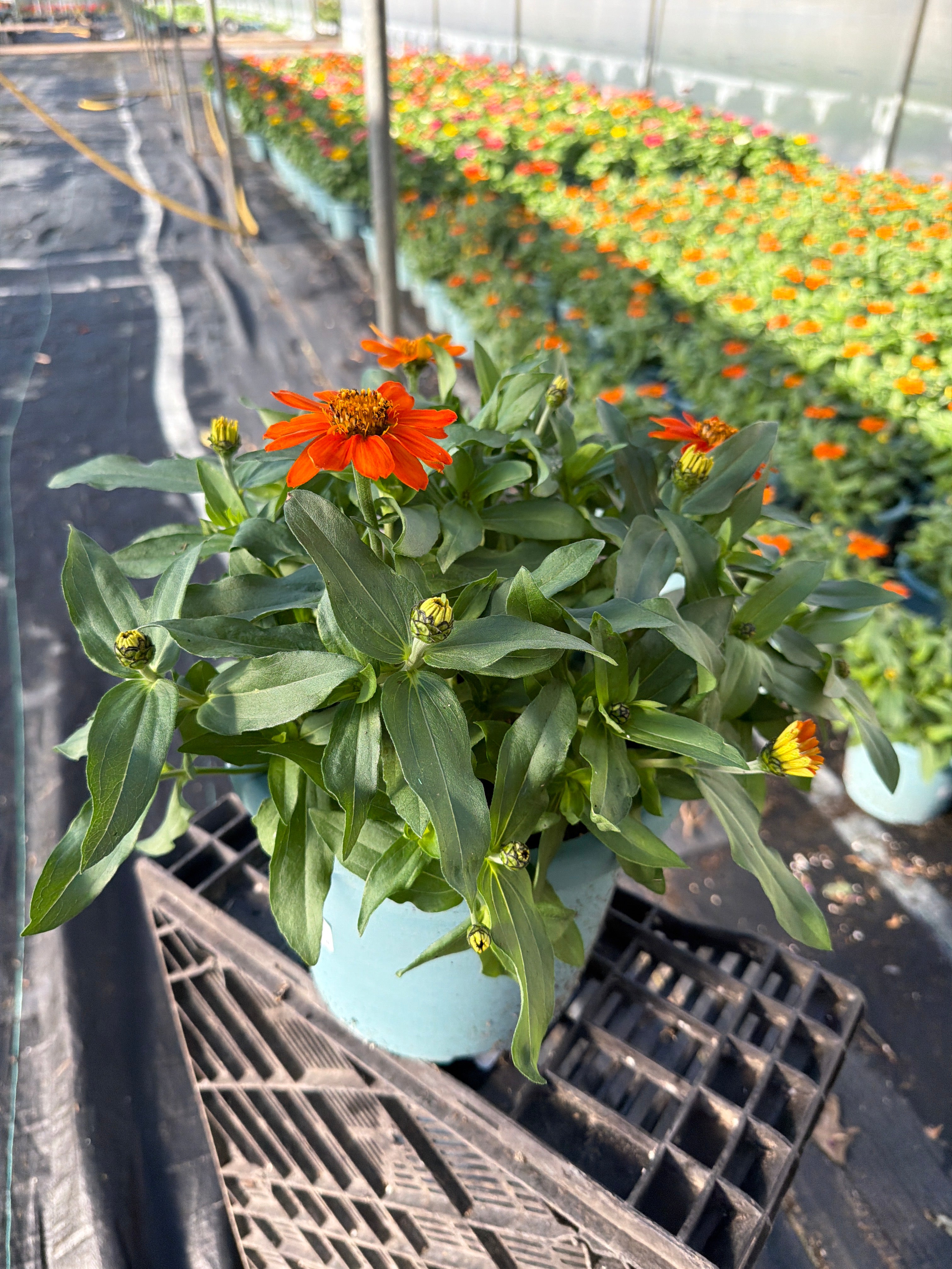 Zinna Profusion Orange   - 8" Planter