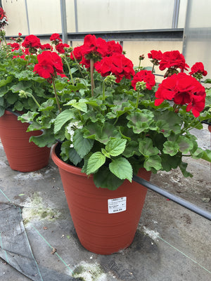 Geranium Bandolisto Combination - 12" Tall Planter