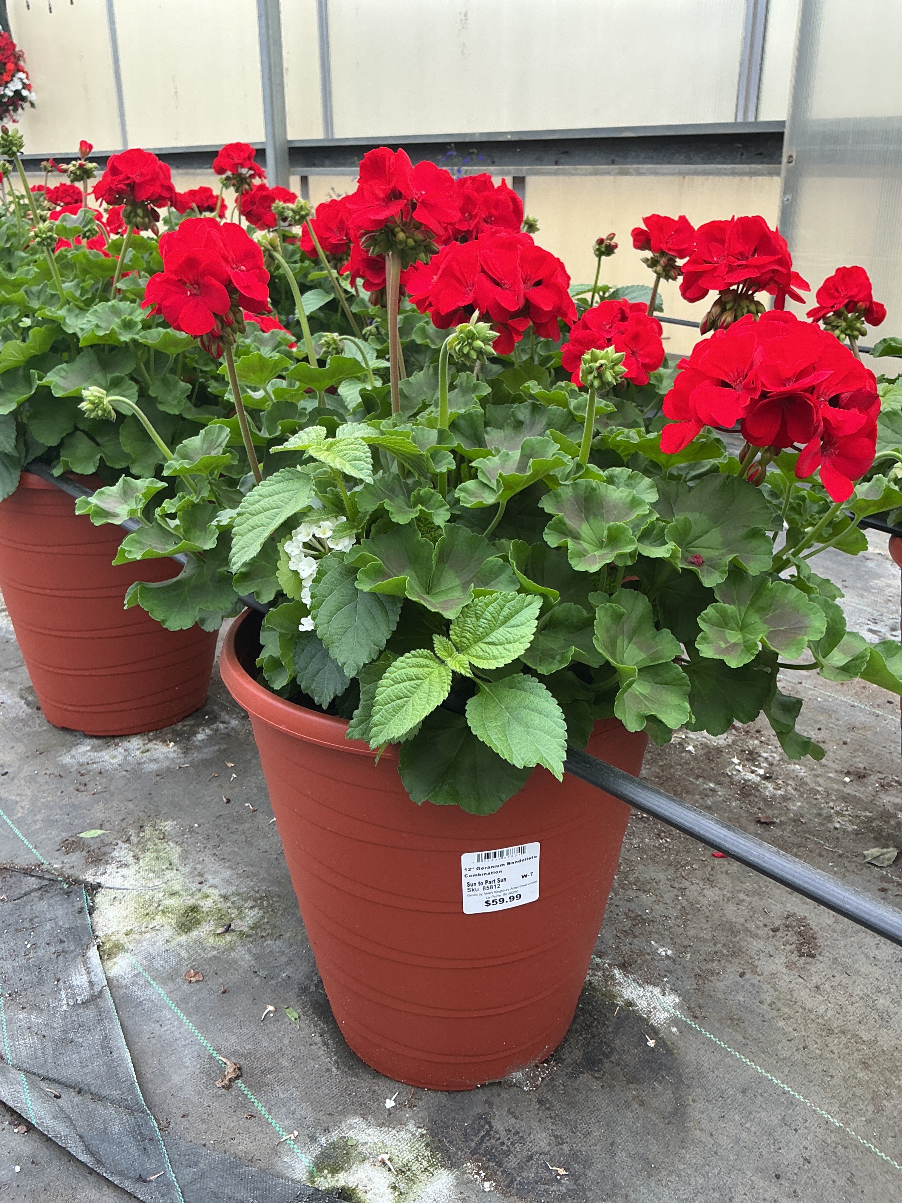 Geranium Bandolisto Combination - 12" Tall Planter