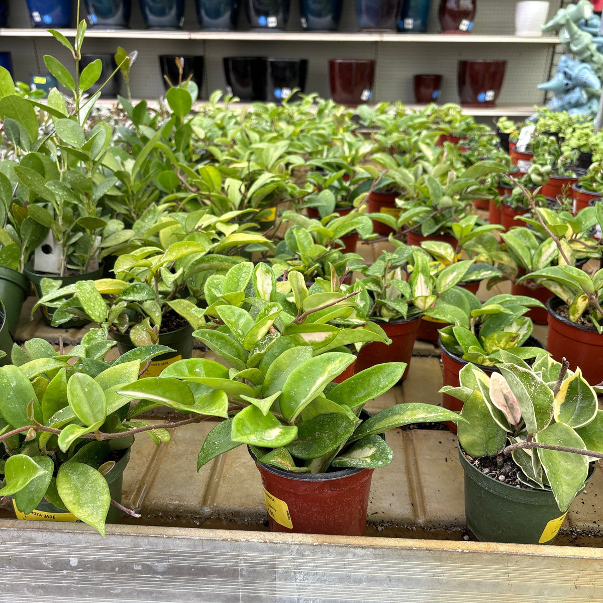Variegated Wax Plant - Hoya carnosa - 4" Potted Houseplant