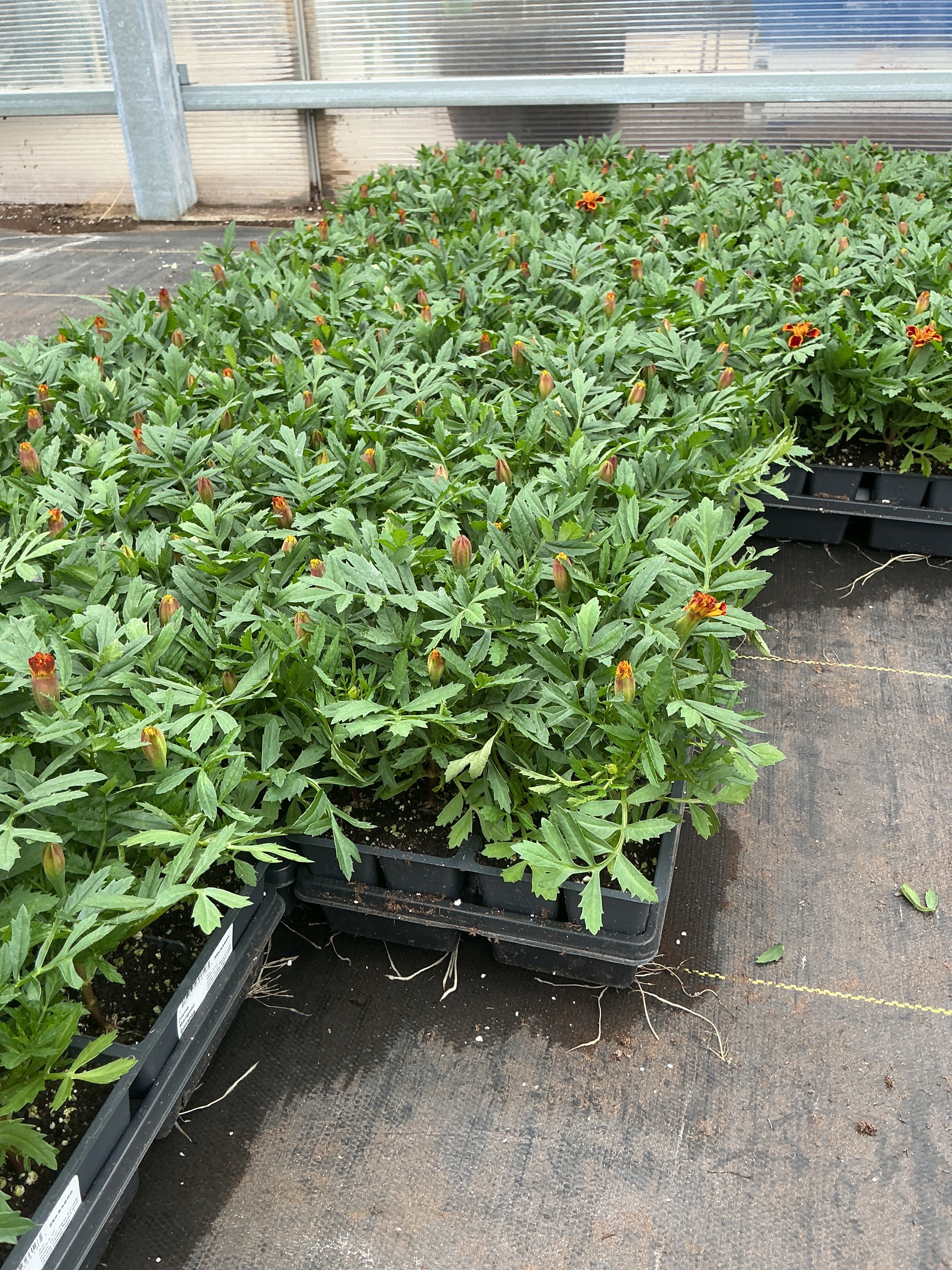 Marigold Bonanza Flame - 4 Pack Annual