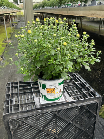 Jacqueline Yellow - 5" Potted Garden Mum