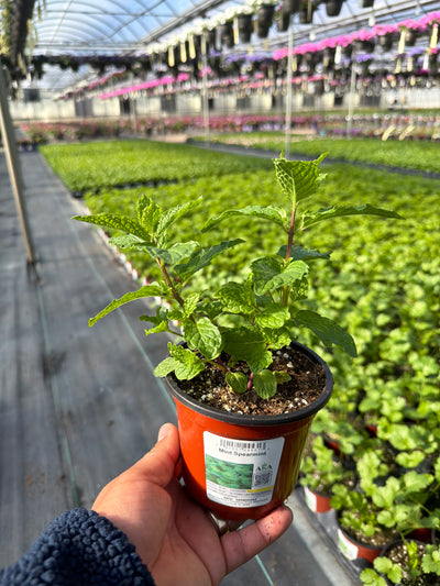 Mint Spearmint - 4.33" Potted Herb