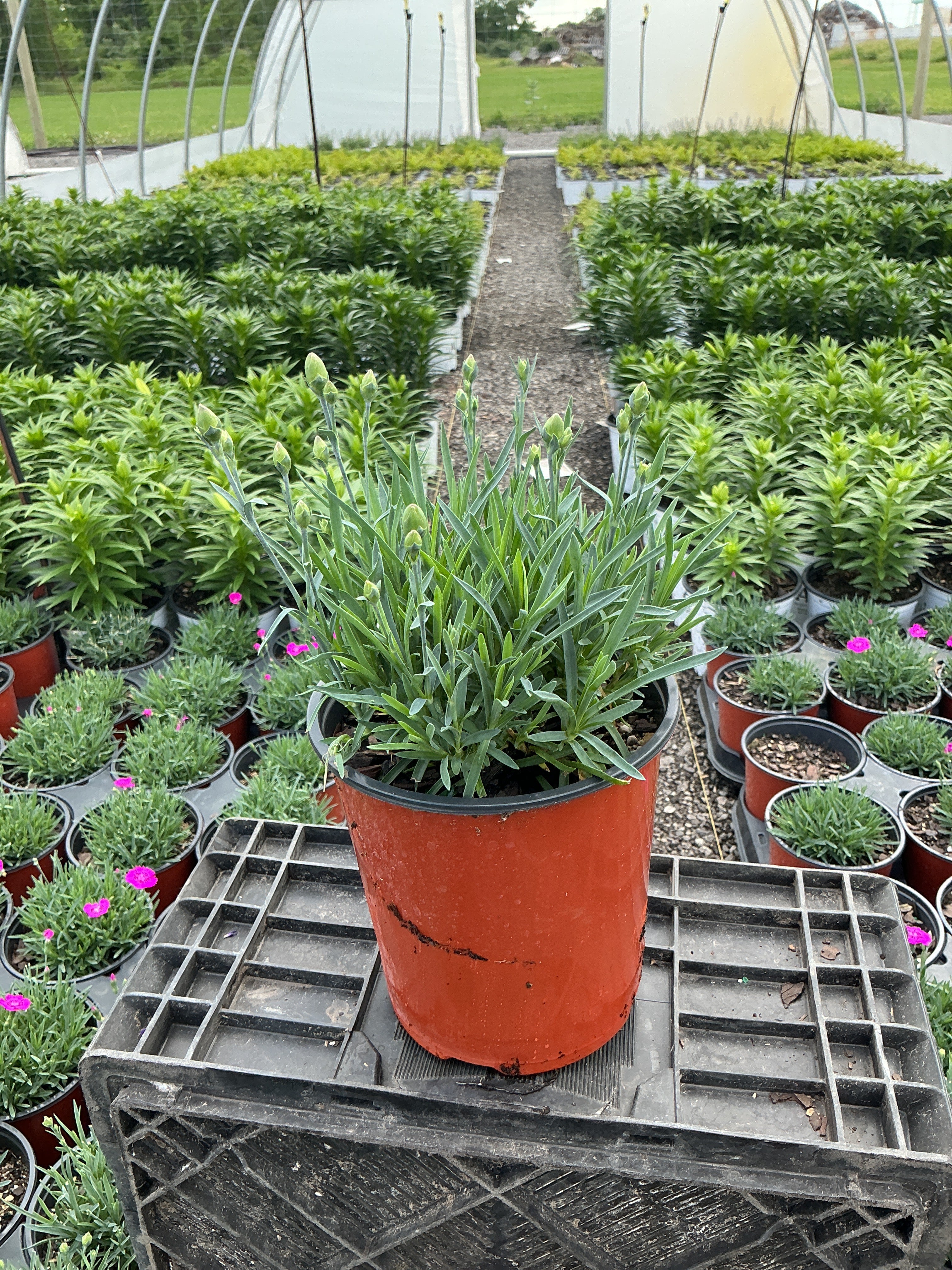 Dianthus Pinks Scent First Coconut Surprise - 6" Perennial