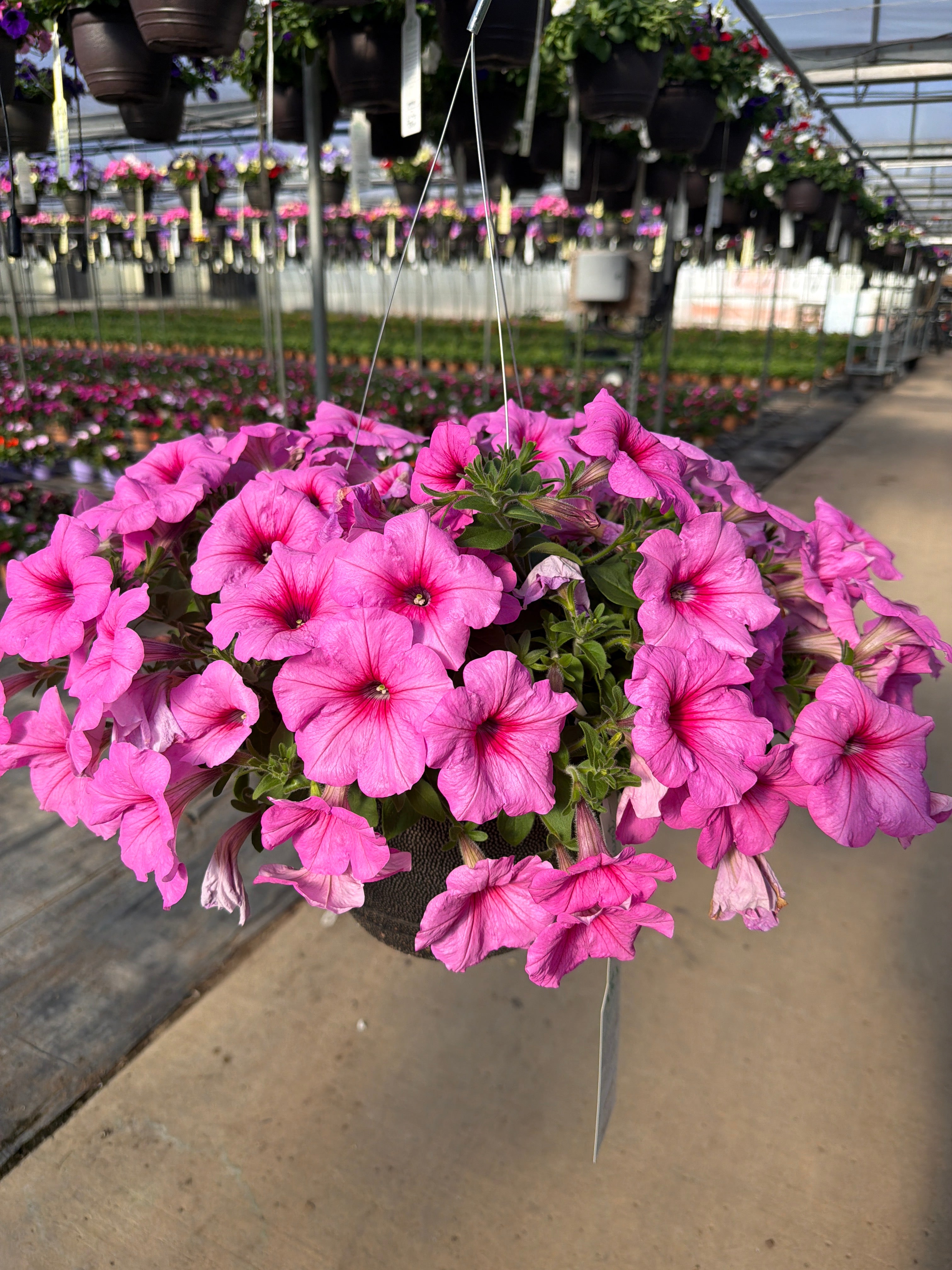 Petunia Easy Wave Pink Passion - 11" Hanging Basket