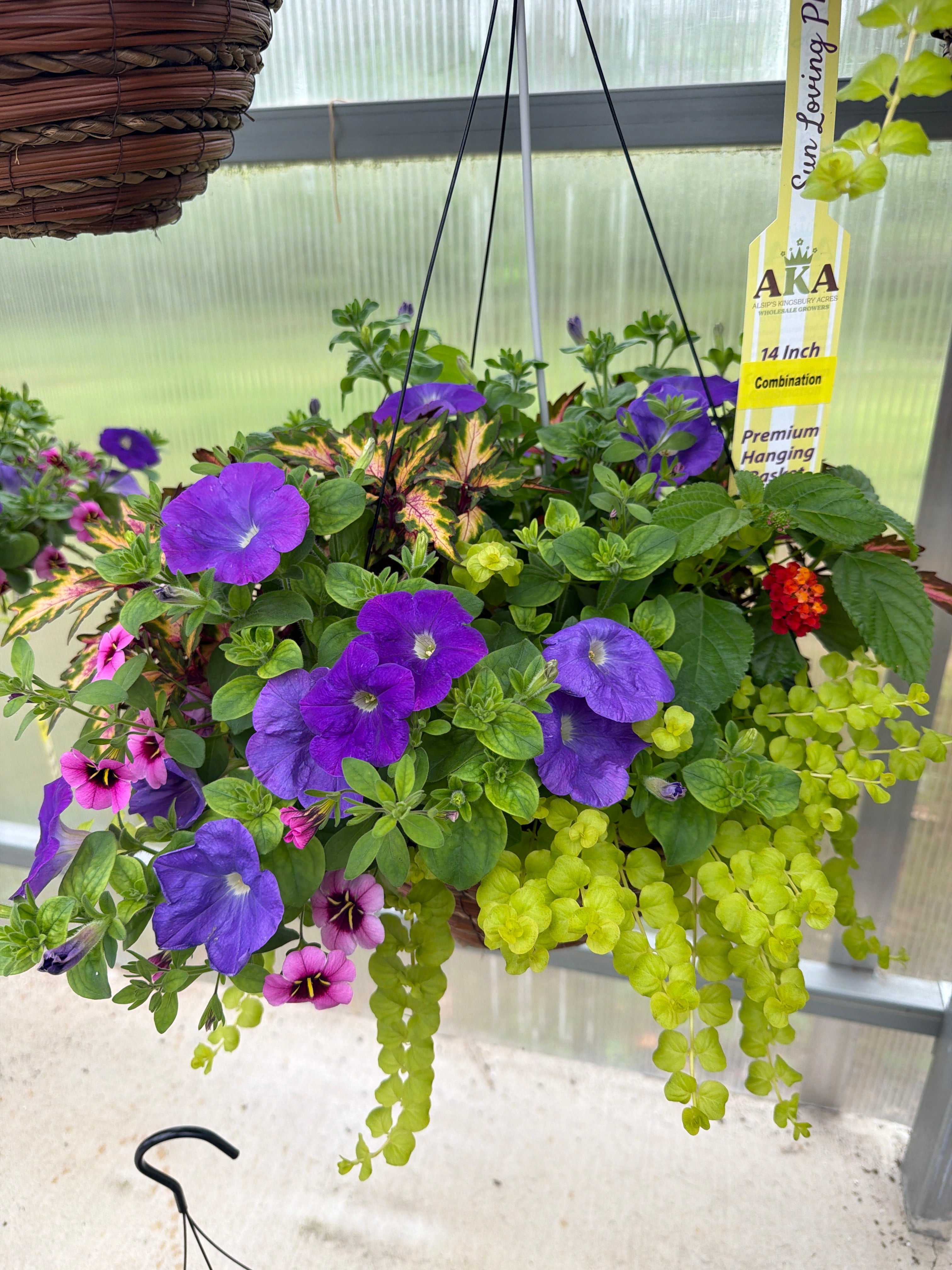 501 Hot Blooded - 14" Coco Hanging Basket