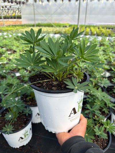 Lupinus Lupine Gallery Yellow