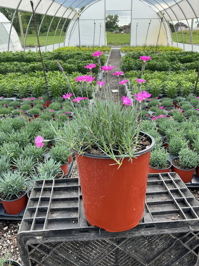 Dianthus Pinks Firewitch - 6" Perennial