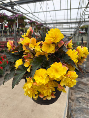 Begonia I'Conia Portofino Yellow - 11" Hanging Basket