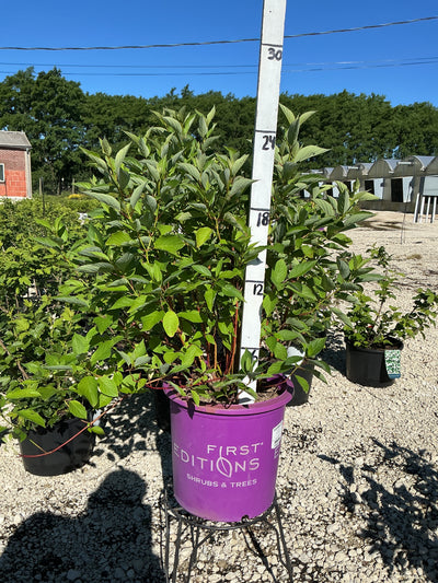 Firedance Dogwood, Cornus sericea 'Bailadeline'