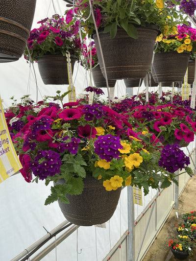 122 Bejeweled - 11" Hanging Basket