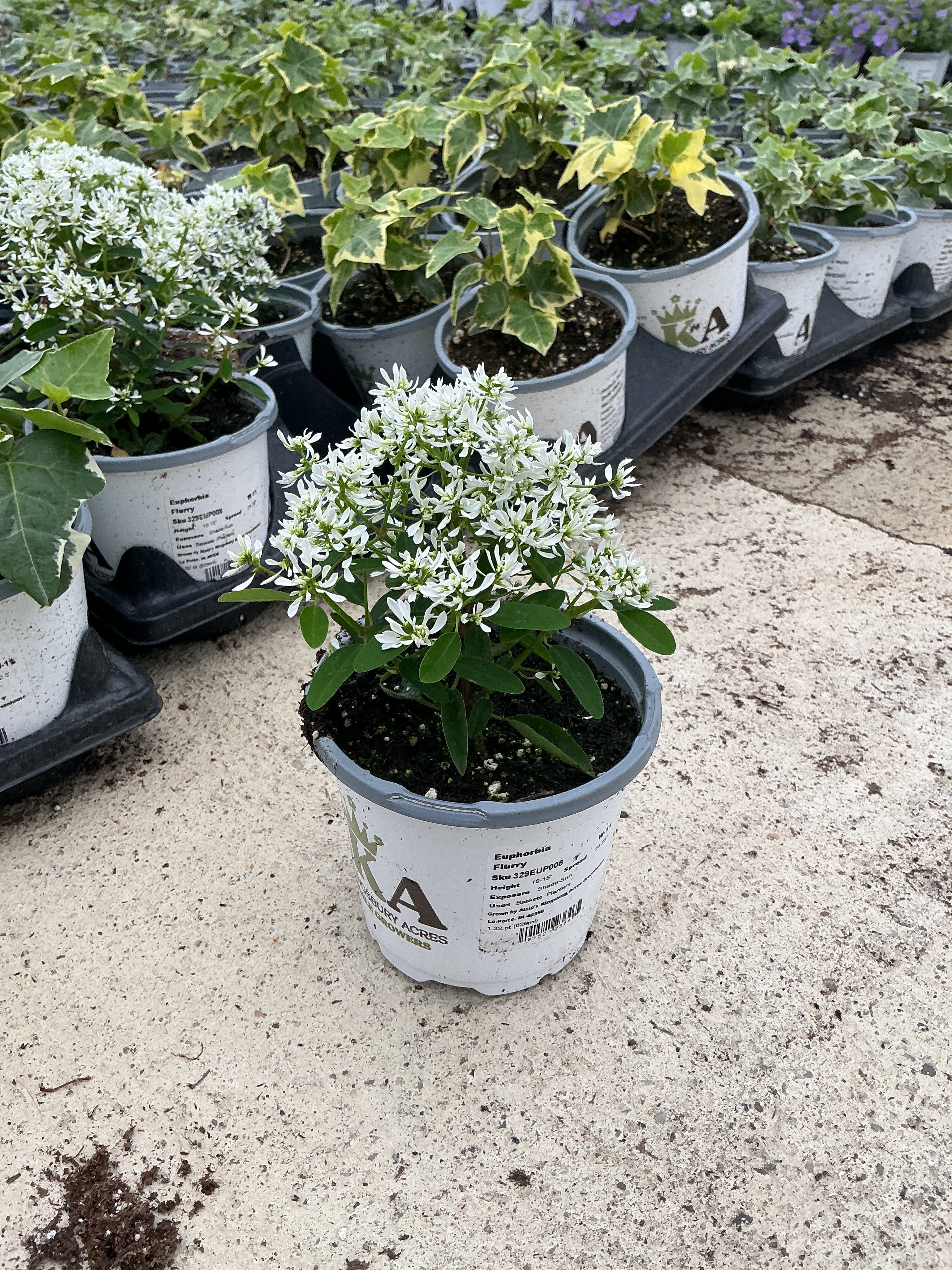 Euphorbia Flurry - 4.33" Premium Annual